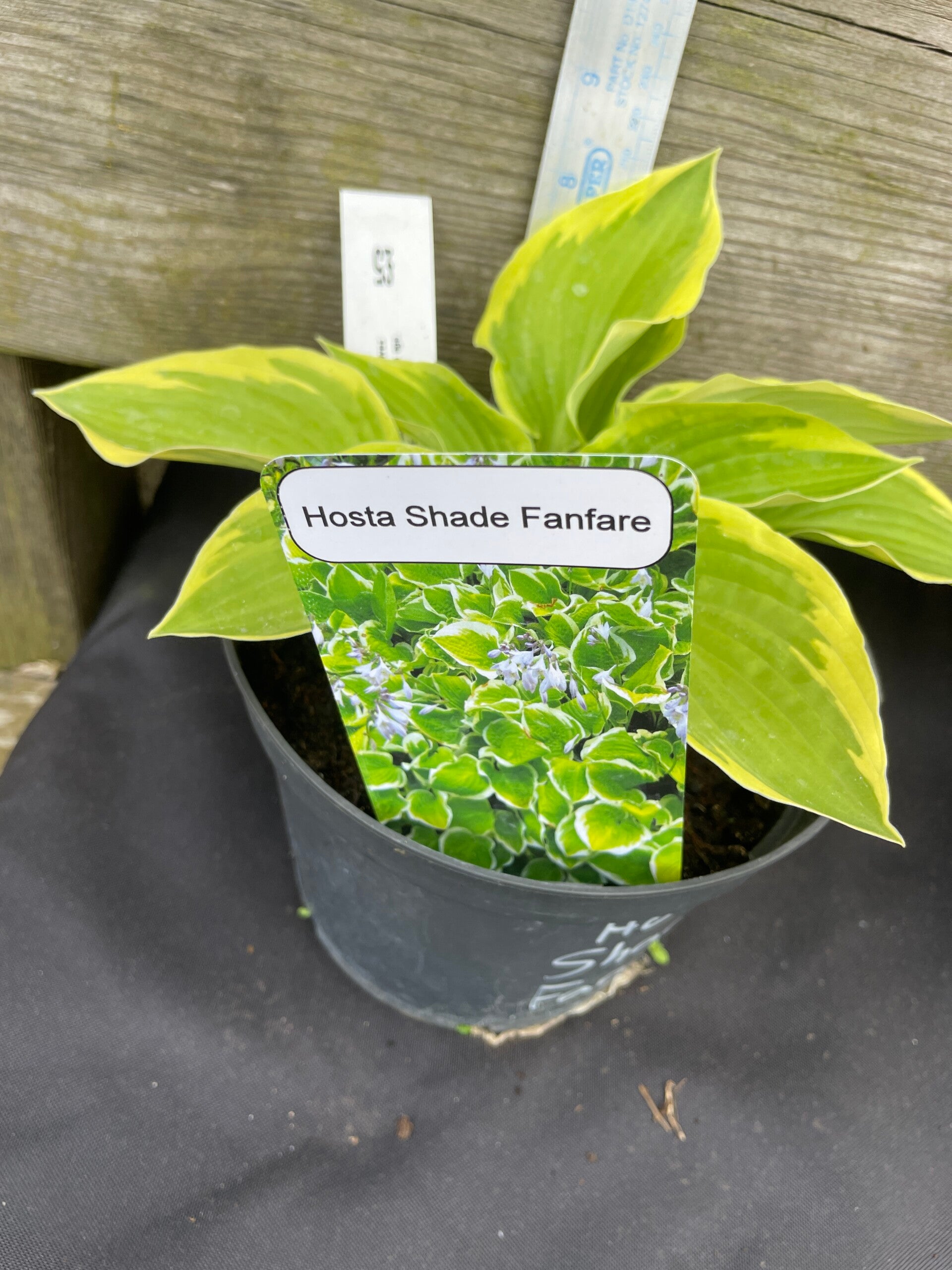 Hosta Shade Fanfare - 2ltr pot