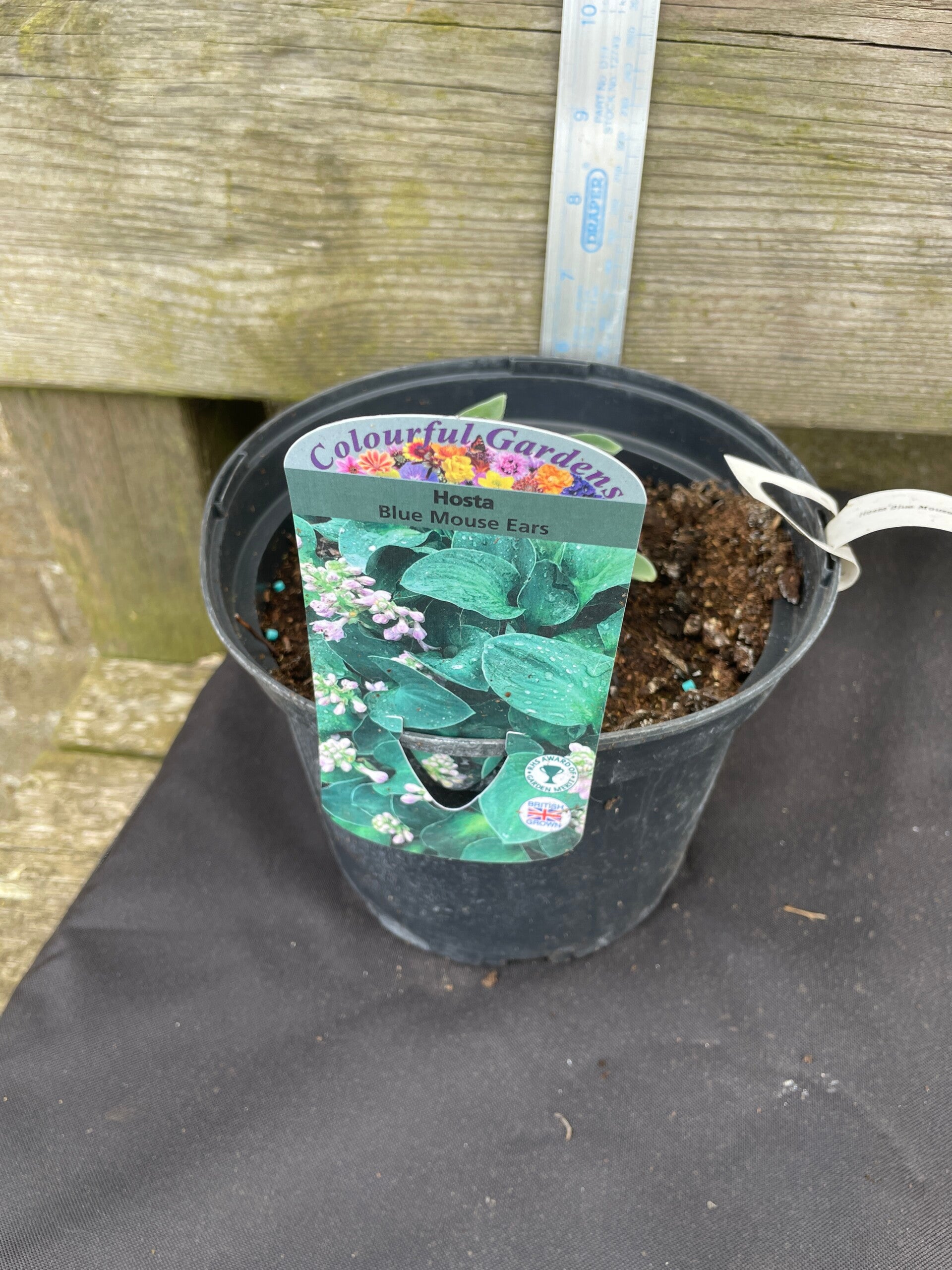 Hosta Blue Mouse Ears - 2 or 3ltr pot
