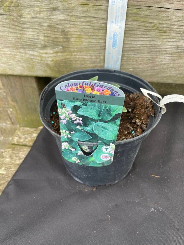 Hosta Blue Mouse Ears - 2 or 3ltr pot