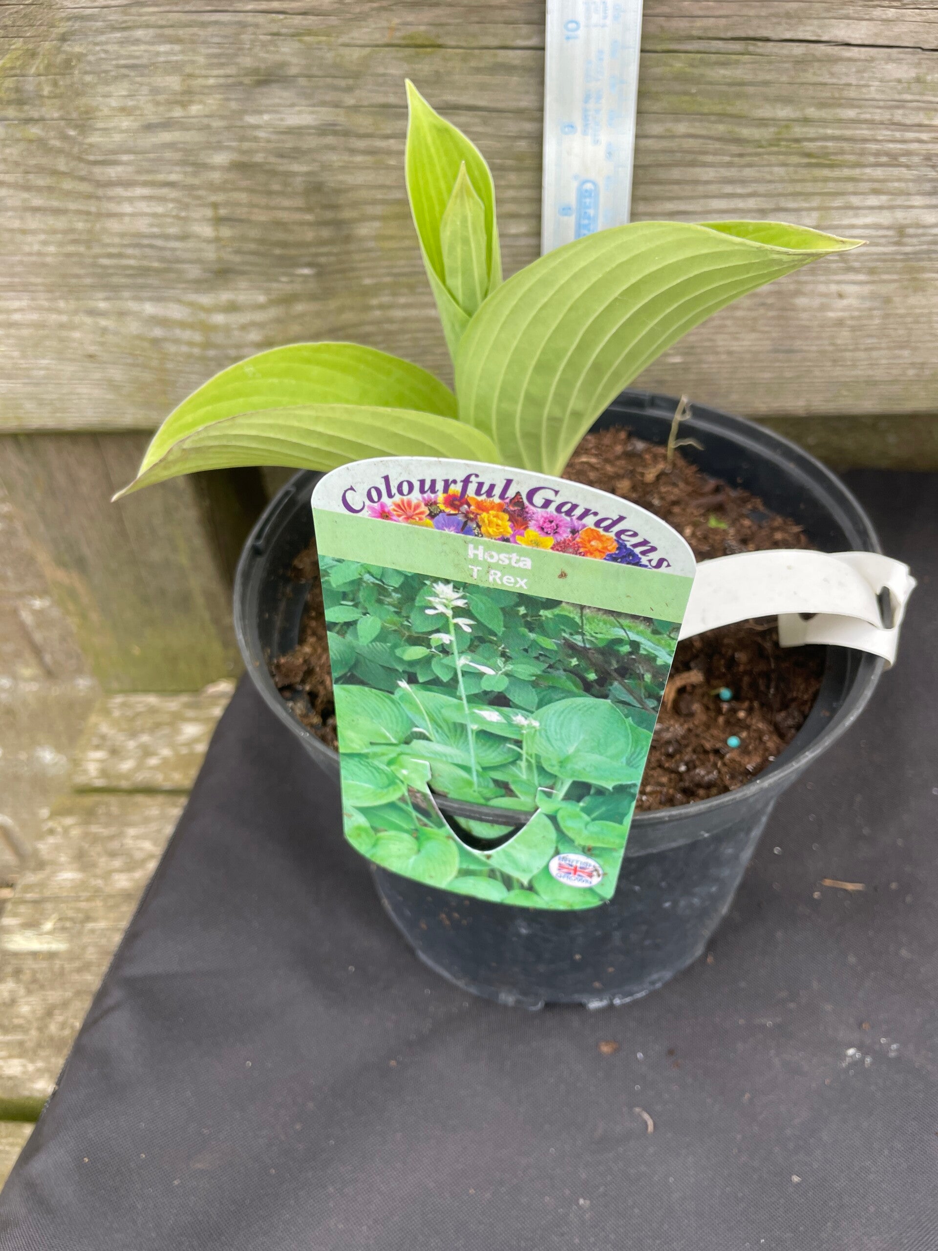 Hosta T Rex - 3ltr pot