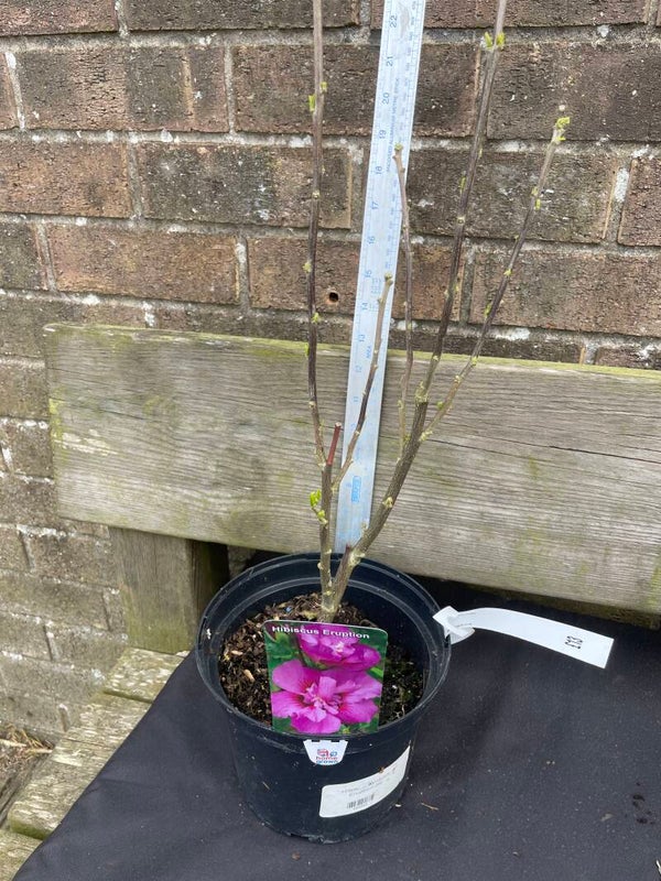 Hibiscus Eruption - 3ltr pot