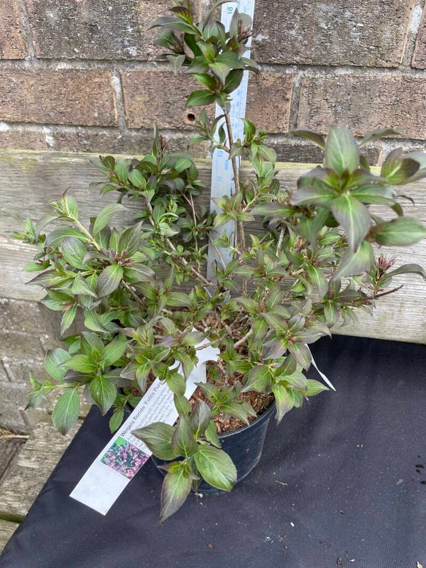 Weigela florida Follis Purpureis - 3ltr pot