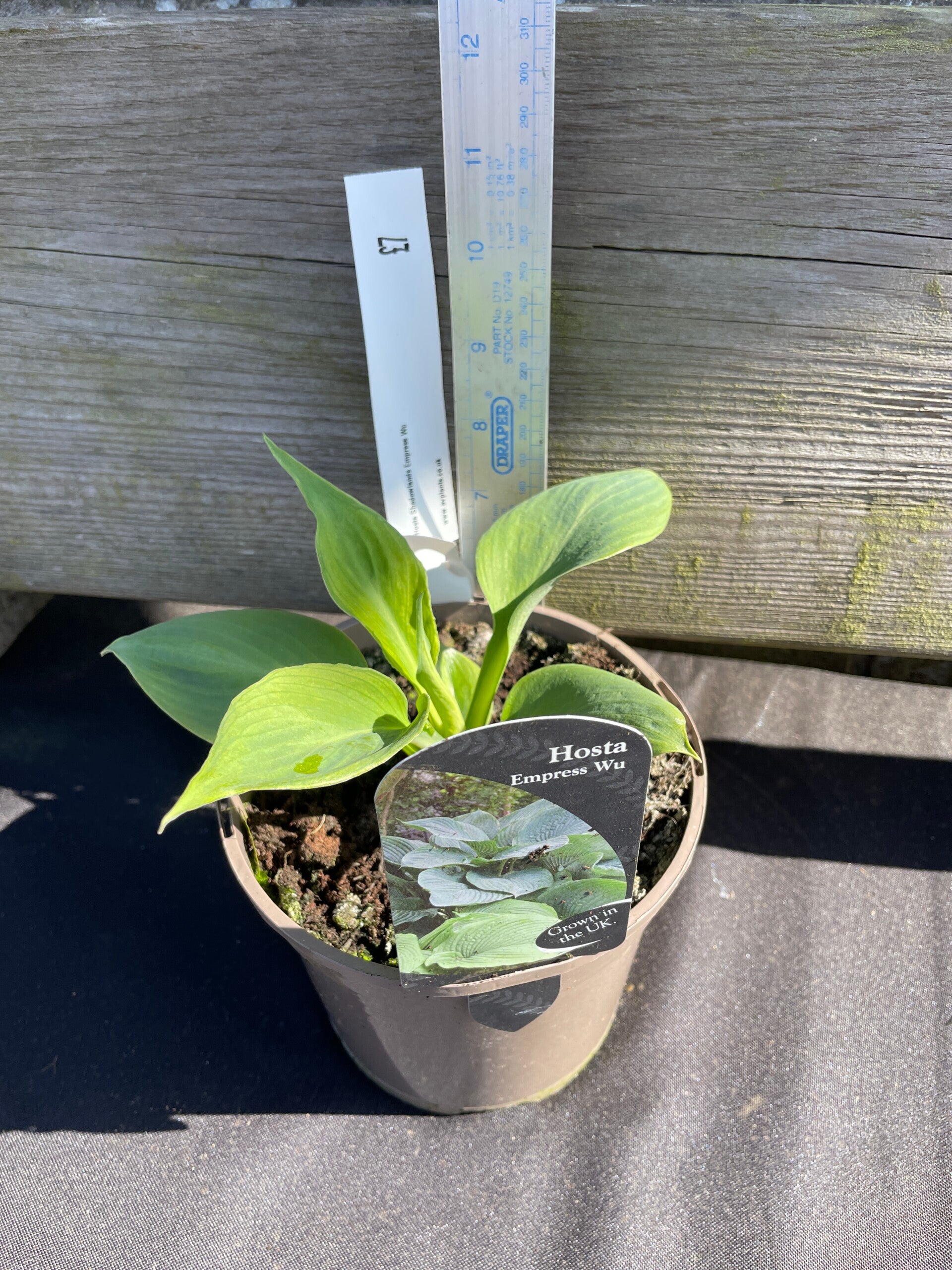 Hosta shadowland Empress Wu - 1.5ltr pot