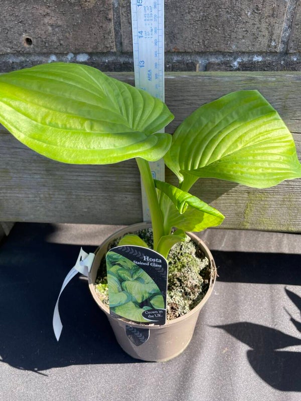 Hosta Stained Glass - 1.5ltr pot