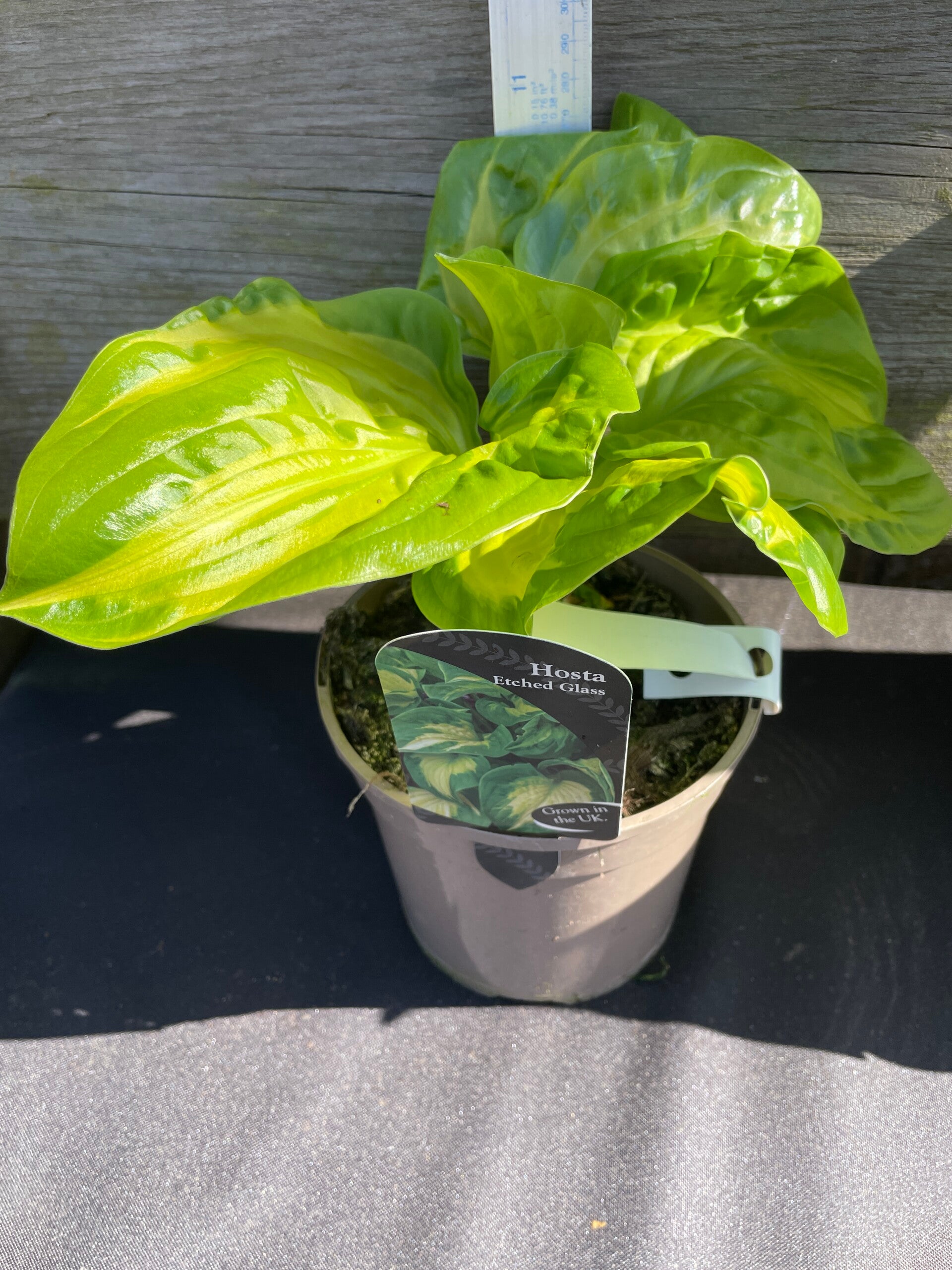 Hosta Etched Glass - 1.5ltr pot