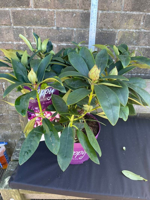 Happy Dendron - Pushy Purple Rhododendron - no need for ericacous soil 5ltr pot