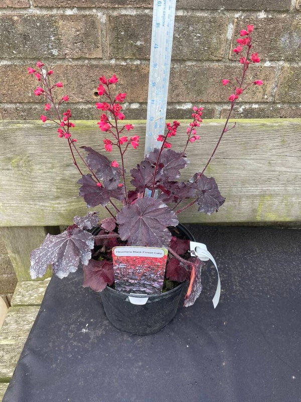 Heuchera Black Forest Cake - 3ltr