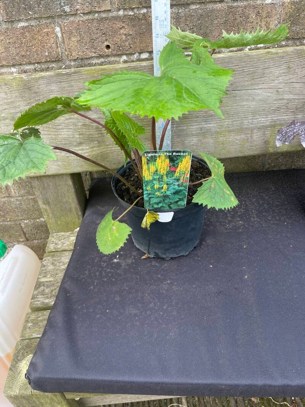 Ligularia The Rocket - 3ltr pot