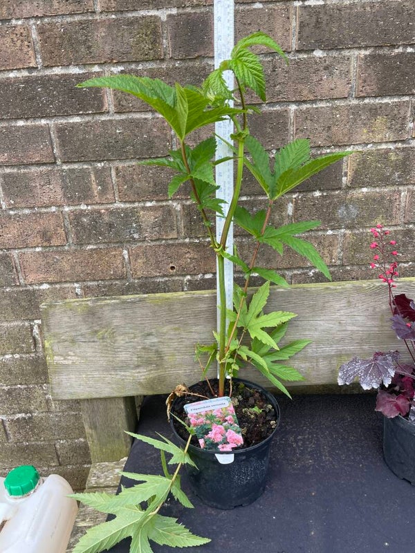 Filipendula Venulsa - 3ltr pot