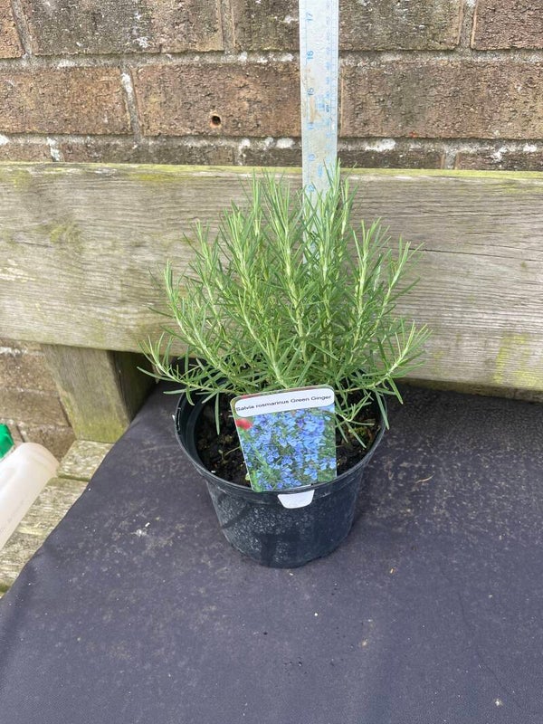 Rosemary Green Ginger - 3ltr
