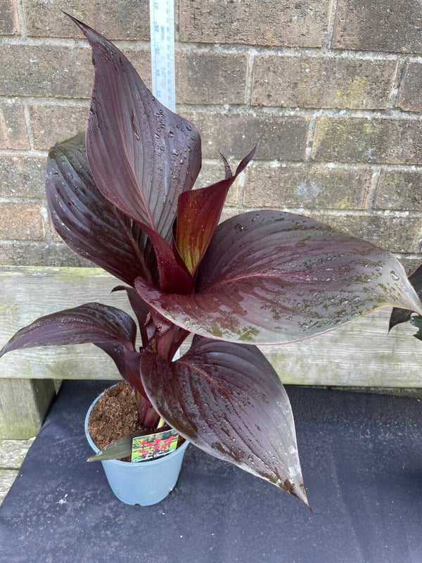 Canna Red Velvet - 2ltr pot