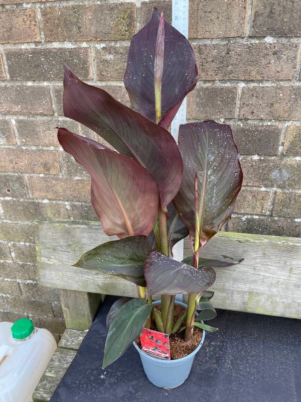 Canna Atlantic Beauty - 2ltr pot