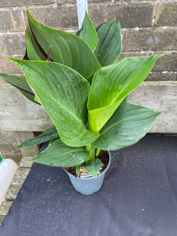 Canna Cleopatra - 2ltr pot