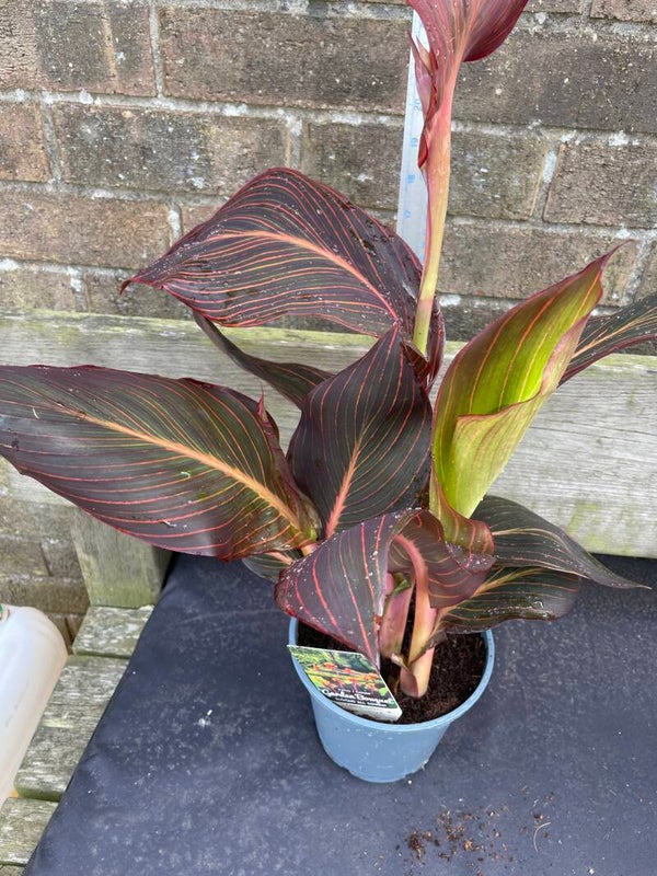 Canna Durban - 2ltr pot