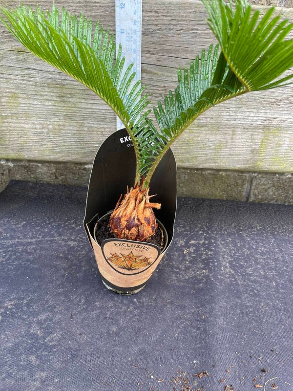 Cycas Palm - 9cm pot