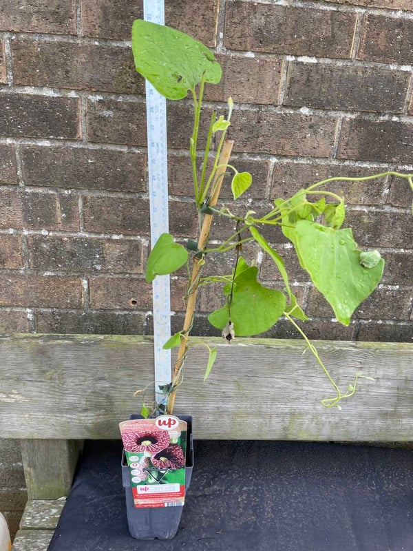 Aristolochia macrophylia - 1ltr deep - Dutchmans Pipe