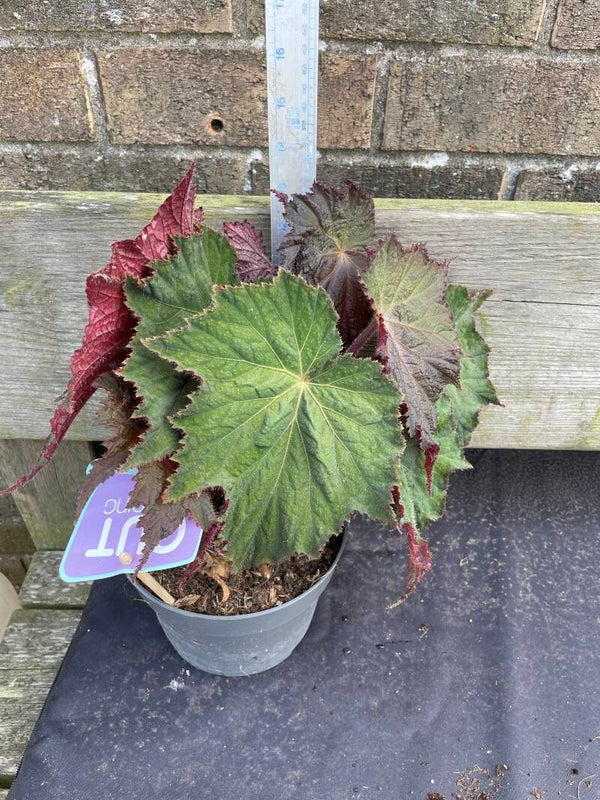Begonia Harvest Moon - 2ltr pot
