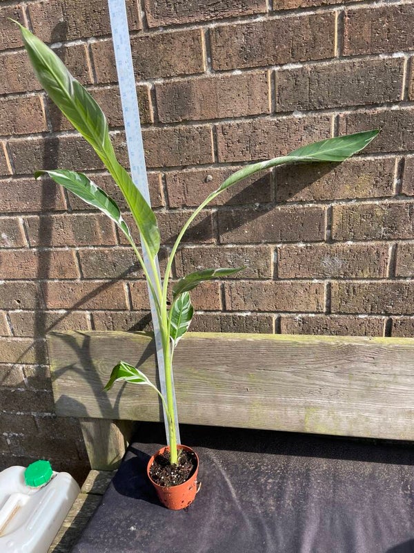 Musa Florida - 10.5cm pot