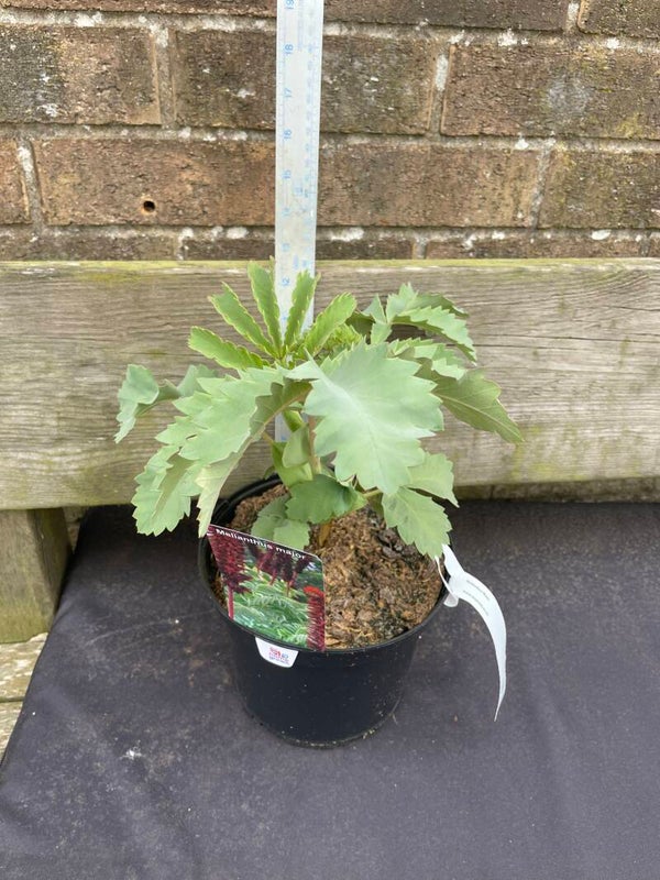Melianthus Major - Great Honeyflower 3ltr pot