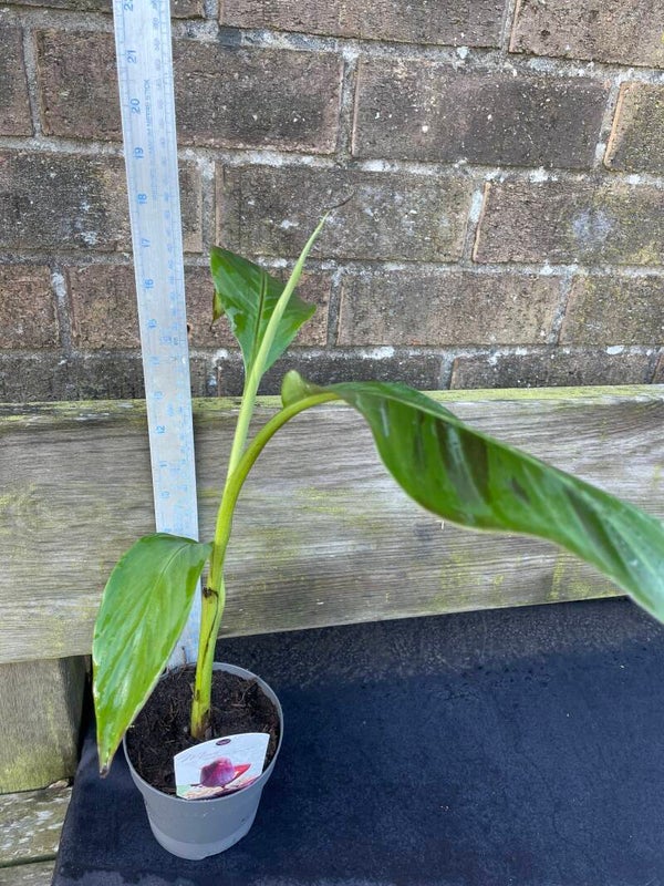 Musa sikkimensis Red Tiger - 1ltr