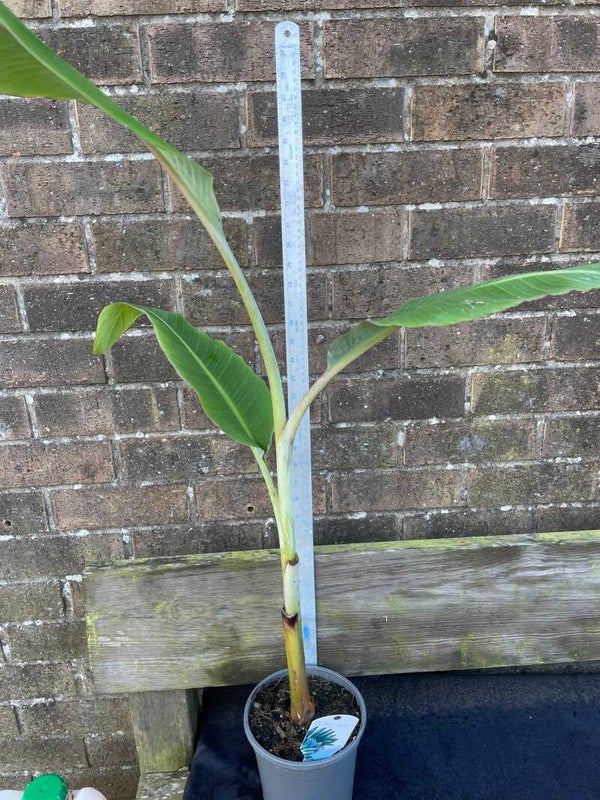 Musa Blue Java - 2ltr pot