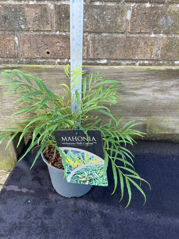 Mahonia Soft Caress - 2ltr