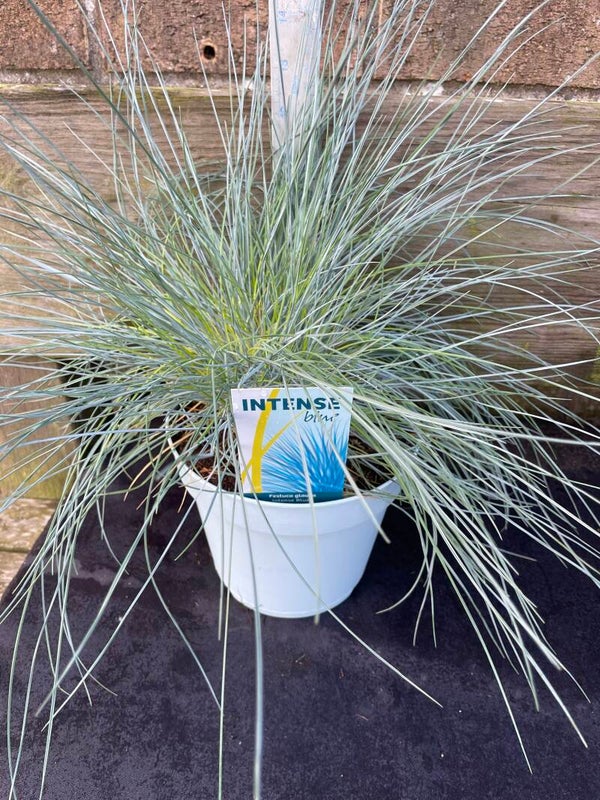 Festuca Intense Blue - 2ltr pot