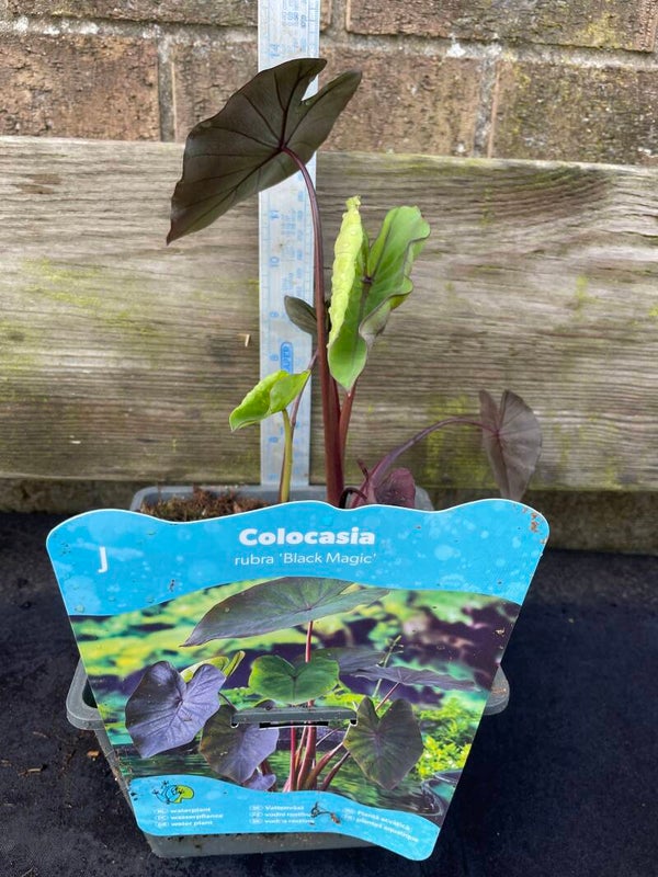 Colocasia rubra Black Magic - 2.5ltr aquatic pot
