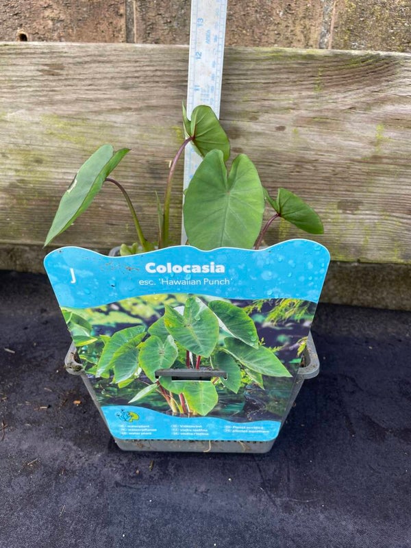 Colocasia Hawaiian Punch - 2.5ltr aquatic pot