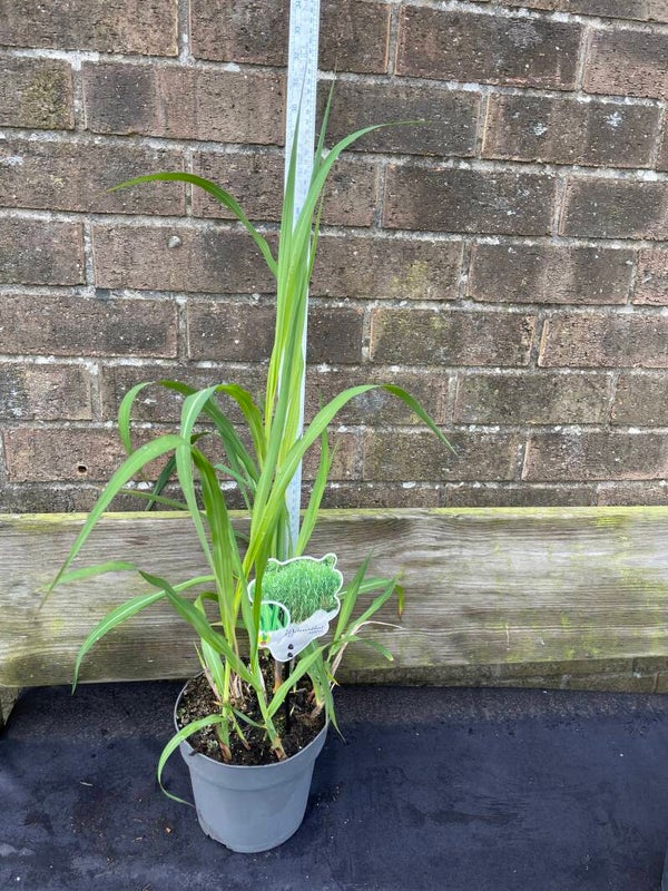 Miscanthus Giganteus - 2ltr