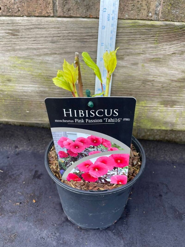 Hibiscus Pink Passion - 2ltr