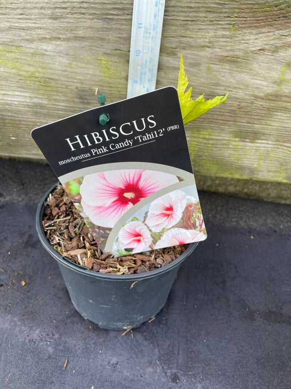Hibiscus Pink Candy - 2ltr pot