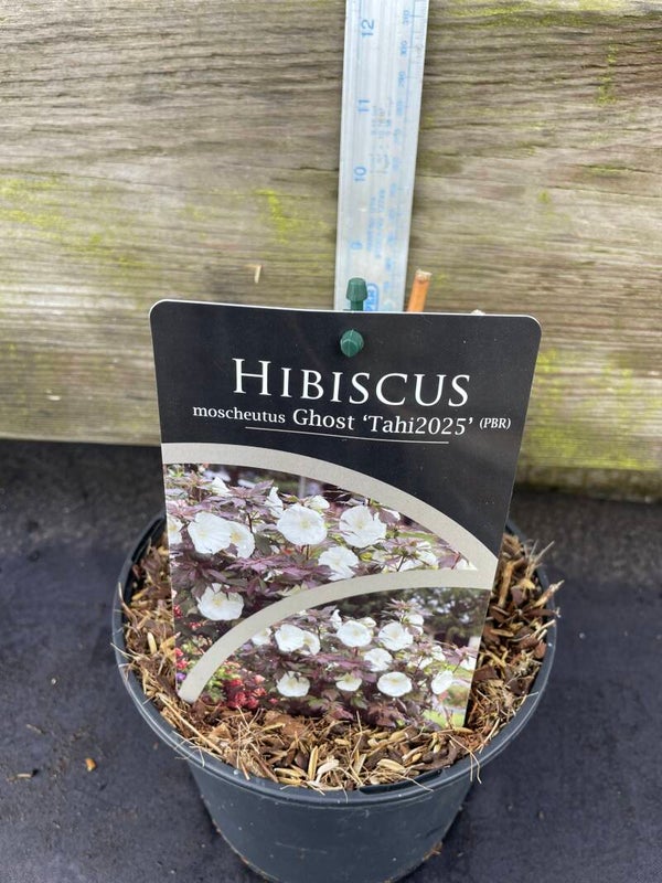 Hibiscus Ghost - 2ltr pot