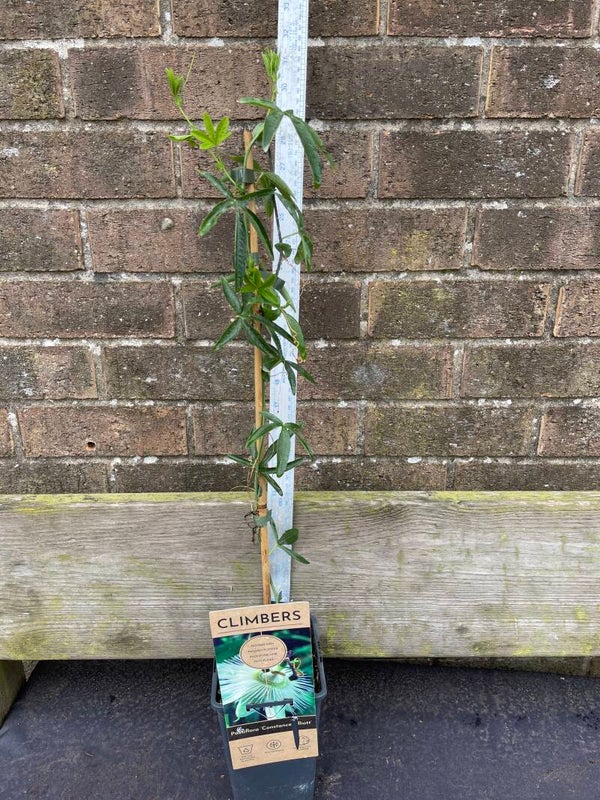 Passiflora Constance Elliot - 2ltr deep