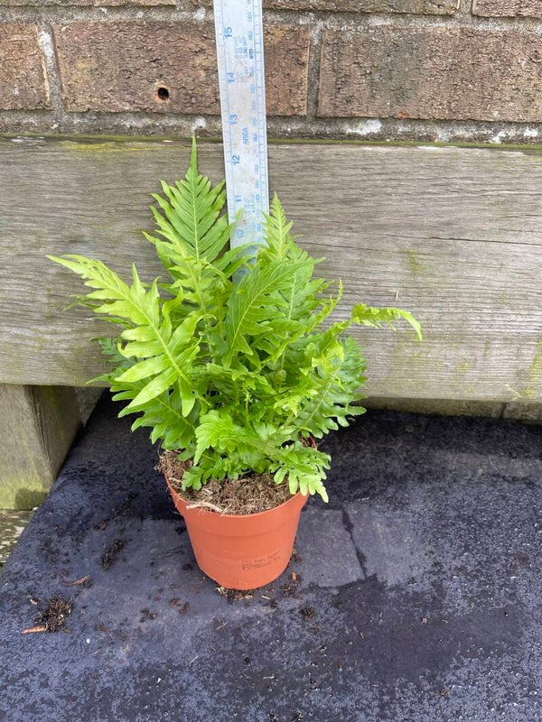 Blechnum gibbum Silver Lady - tree fern 1ltr