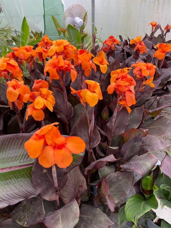 Canna Atlantic Beauty - 2ltr pot