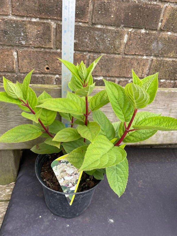 Hydrangea Wims Red 3ltr pot