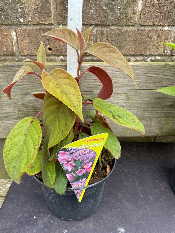 Hydrangea Hot Chocolate - 3ltr pot
