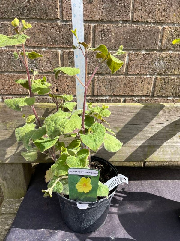 Saruma henryi - 3ltr pot - upright wild ginger