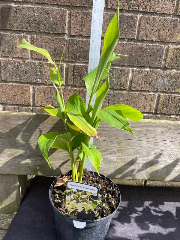 Hedychium flavesens - 3ltr pot - yellow ginger
