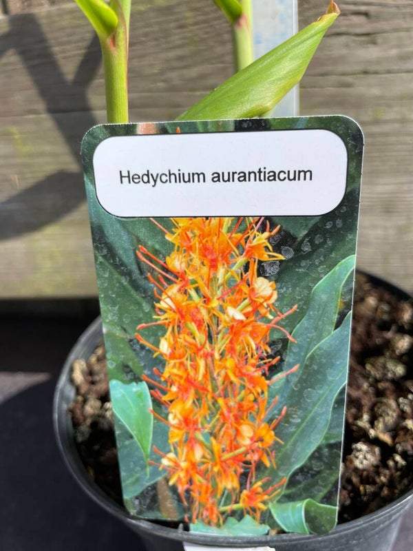 Hedychium aurantiacum - 3ltr pot  Orange ginger lily