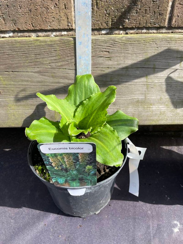 Eucomis Bicolor - 3ltr pot Two coloured  Pineapple Lily