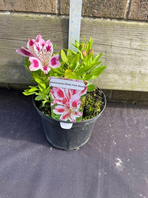 Alstroemeria White Pink Blush PBR  - 3ltr pot
