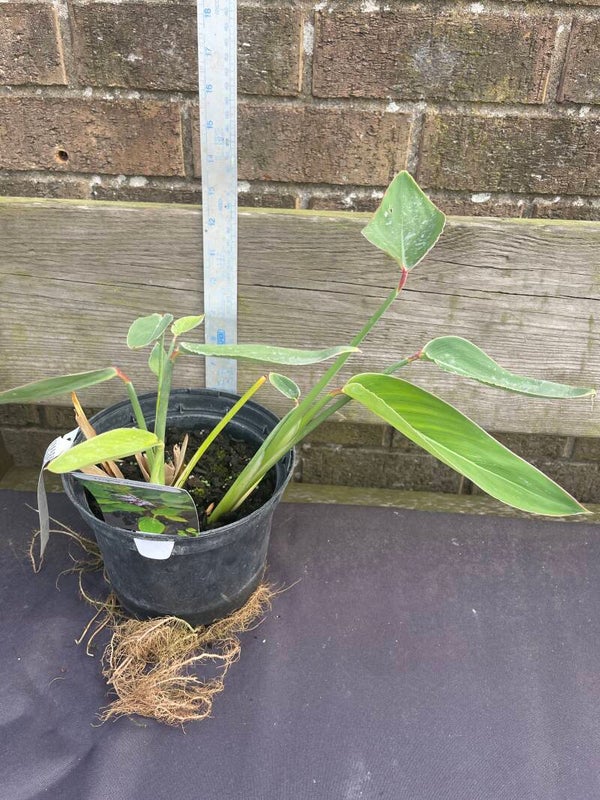 Thailia dealbata - Powdery Alligator Flag 3ltr pot