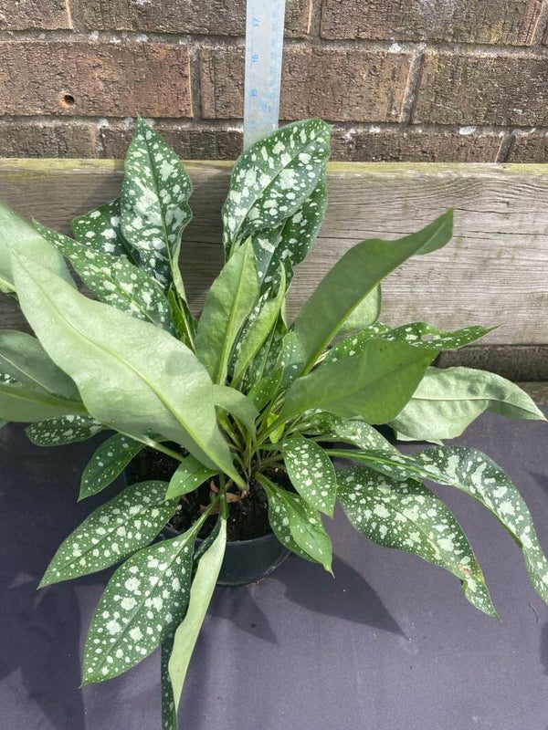 Pulmonaria 'Trevi Fountain' - 3ltr pot