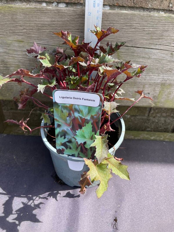 Ligularia osiris Fantaisie - 2ltr pot