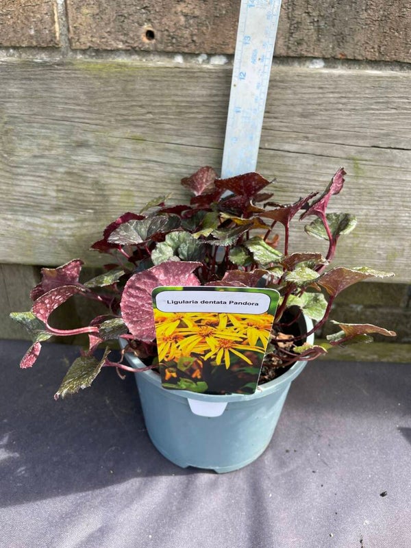 Ligularia dentata Pandora - 2ltr pot