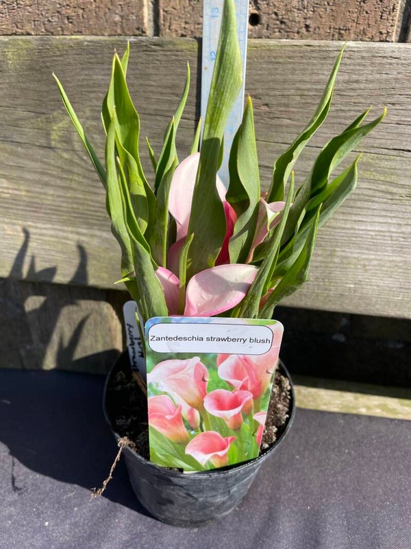 Zantedeschia Strawberry Blush - 1ltr pot