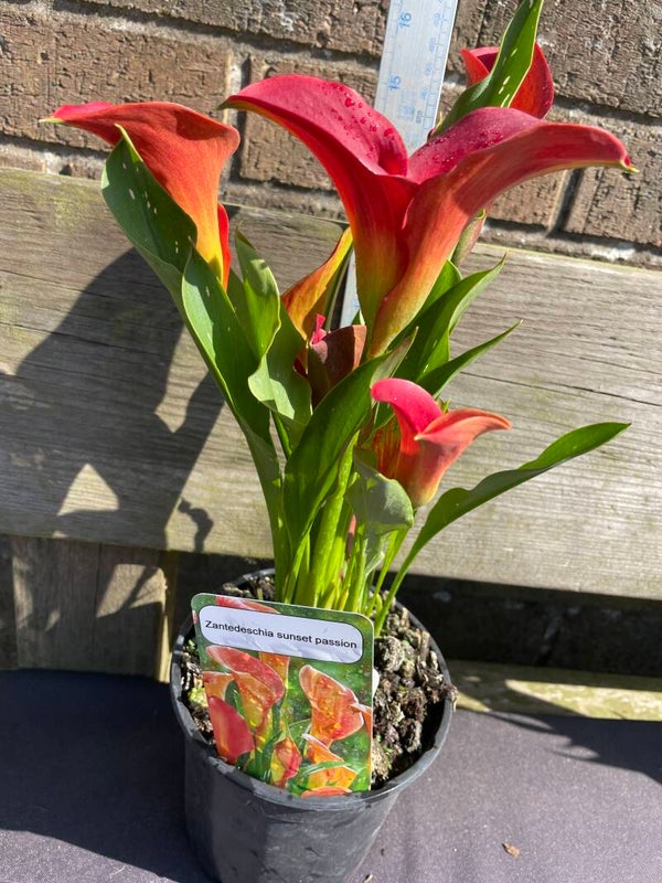 Zantedeschia Sunset Passion 1ltr pot