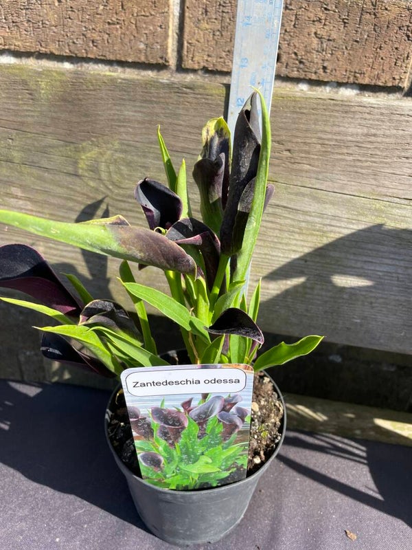 Zantedeschia odessa 1ltr pot